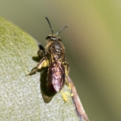 Lasioglossum (Parasphecodes) sp. (genus & subgenus) (Halictid bee) at Acton, ACT - 13 Sep 2019 by AlisonMilton