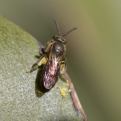 Lasioglossum (Parasphecodes) sp. (genus & subgenus) at Acton, ACT - 13 Sep 2019