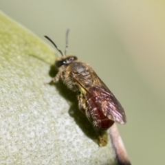 Lasioglossum (Parasphecodes) sp. (genus & subgenus) at Acton, ACT - 13 Sep 2019