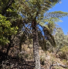 Cyathea australis subsp. australis (Rough Tree Fern) at Wyanbene, NSW - 14 Sep 2019 by MattM