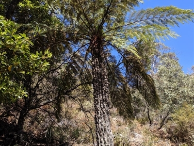 Cyathea australis subsp. australis (Rough Tree Fern) at Wyanbene, NSW - 14 Sep 2019 by MattM