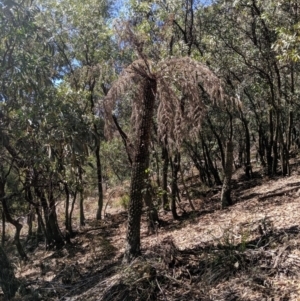 Cyathea australis subsp. australis at Wyanbene, NSW - 14 Sep 2019