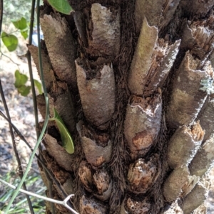 Cyathea australis subsp. australis at Wyanbene, NSW - 14 Sep 2019