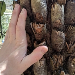 Cyathea australis subsp. australis at Wyanbene, NSW - 14 Sep 2019