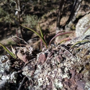 Dockrillia sp. at Wyanbene, NSW - 14 Sep 2019