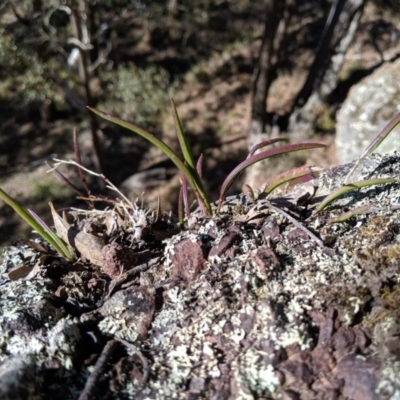 Dockrillia sp. (A Rock Orchid) at Wyanbene, NSW - 14 Sep 2019 by MattM
