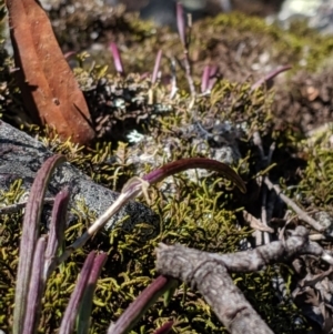 Dockrillia sp. at Wyanbene, NSW - 14 Sep 2019