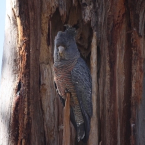 Callocephalon fimbriatum at Hughes, ACT - suppressed