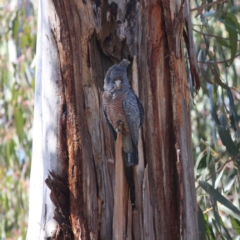 Callocephalon fimbriatum at Hughes, ACT - suppressed