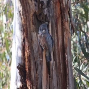 Callocephalon fimbriatum at Hughes, ACT - suppressed