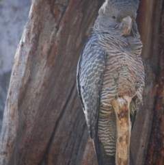 Callocephalon fimbriatum (Gang-gang Cockatoo) at Red Hill to Yarralumla Creek - 14 Sep 2019 by LisaH