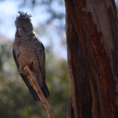 Callocephalon fimbriatum at Hughes, ACT - 14 Sep 2019