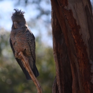 Callocephalon fimbriatum at Hughes, ACT - 14 Sep 2019