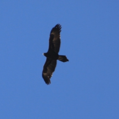 Aquila audax (Wedge-tailed Eagle) at Deakin, ACT - 14 Sep 2019 by LisaH