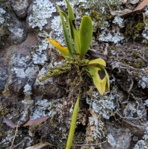 Sarcochilus falcatus at suppressed - 14 Sep 2019