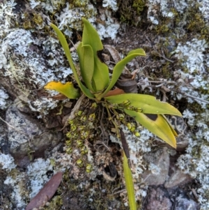 Sarcochilus falcatus at suppressed - 14 Sep 2019