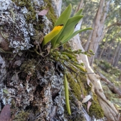 Sarcochilus falcatus at suppressed - 14 Sep 2019