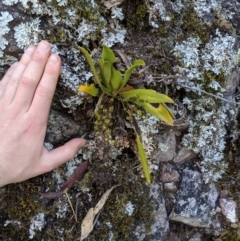 Sarcochilus falcatus at suppressed - 14 Sep 2019