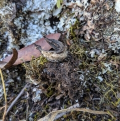 Sarcochilus falcatus at suppressed - 14 Sep 2019