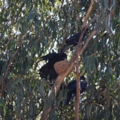 Corcorax melanorhamphos (White-winged Chough) at Hughes Grassy Woodland - 14 Sep 2019 by LisaH