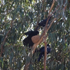 Corcorax melanorhamphos at Hughes, ACT - 14 Sep 2019 03:35 PM