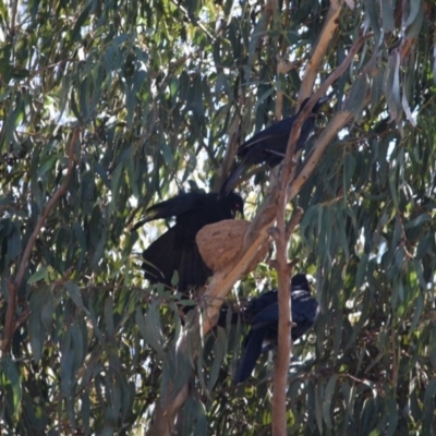Corcorax melanorhamphos (White-winged Chough) at Red Hill to Yarralumla Creek - 14 Sep 2019 by LisaH