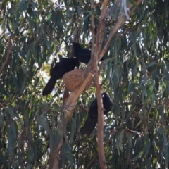 Corcorax melanorhamphos at Hughes, ACT - 14 Sep 2019 03:35 PM