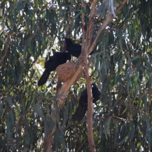 Corcorax melanorhamphos at Hughes, ACT - 14 Sep 2019 03:35 PM