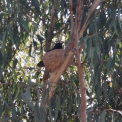 Corcorax melanorhamphos at Hughes, ACT - 14 Sep 2019 03:35 PM