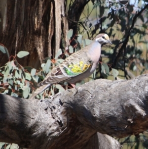 Phaps chalcoptera at Deakin, ACT - 14 Sep 2019