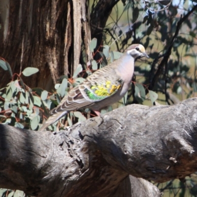 Phaps chalcoptera (Common Bronzewing) at Red Hill Nature Reserve - 14 Sep 2019 by LisaH