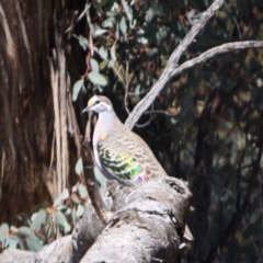 Phaps chalcoptera at Deakin, ACT - 14 Sep 2019