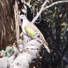 Phaps chalcoptera at Deakin, ACT - 14 Sep 2019