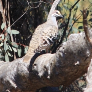 Phaps chalcoptera at Deakin, ACT - 14 Sep 2019