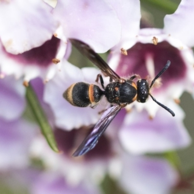 Eumeninae (subfamily) (Unidentified Potter wasp) at Acton, ACT - 13 Sep 2019 by AlisonMilton