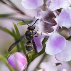 Eumeninae (subfamily) at Acton, ACT - 13 Sep 2019