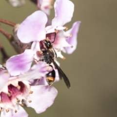 Eumeninae (subfamily) at Acton, ACT - 13 Sep 2019