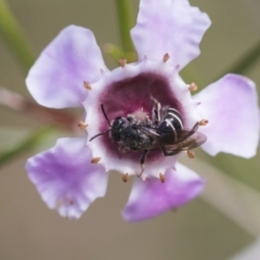 Lasioglossum (Chilalictus) sp. (genus & subgenus) (Halictid bee) at Acton, ACT - 13 Sep 2019 by AlisonMilton