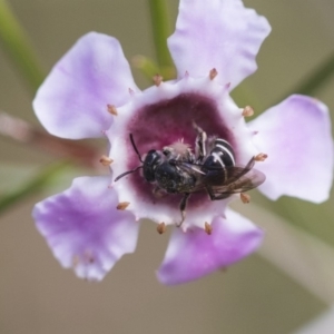 Lasioglossum (Chilalictus) sp. (genus & subgenus) at Acton, ACT - 13 Sep 2019