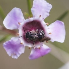 Lasioglossum (Chilalictus) sp. (genus & subgenus) at Acton, ACT - 13 Sep 2019 02:08 PM