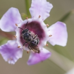 Lasioglossum (Chilalictus) sp. (genus & subgenus) at Acton, ACT - 13 Sep 2019 02:08 PM