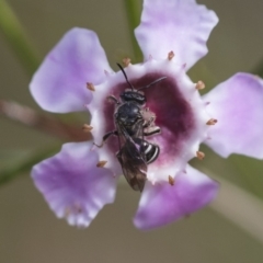 Lasioglossum (Chilalictus) sp. (genus & subgenus) at Acton, ACT - 13 Sep 2019 02:08 PM