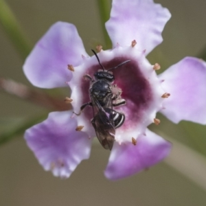 Lasioglossum (Chilalictus) sp. (genus & subgenus) at Acton, ACT - 13 Sep 2019 02:08 PM