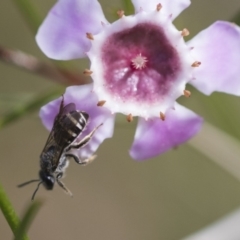 Lasioglossum (Chilalictus) sp. (genus & subgenus) at Acton, ACT - 13 Sep 2019 02:08 PM