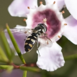 Melangyna viridiceps at Acton, ACT - 13 Sep 2019