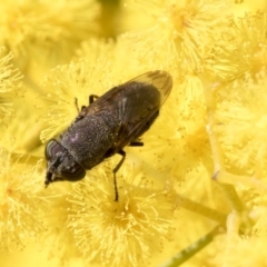 Stomorhina discolor (Snout fly) at Acton, ACT - 13 Sep 2019 by AlisonMilton