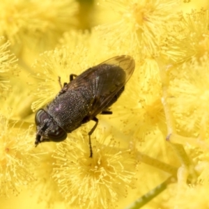 Stomorhina discolor at Acton, ACT - 13 Sep 2019 09:40 AM