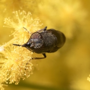 Stomorhina discolor at Acton, ACT - 13 Sep 2019