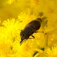 Stomorhina discolor at Acton, ACT - 13 Sep 2019