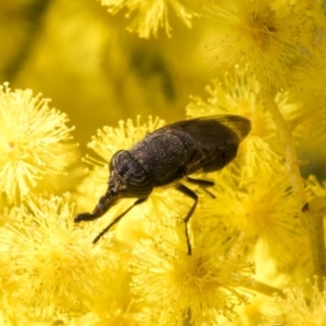 Stomorhina discolor at Acton, ACT - 13 Sep 2019